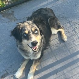 JADE - Miniature Australian Shepherd