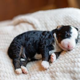 Finn - Tri-color male Bernedoodle puppy in Narvon, Pennsylvania from CBKB Bernedoodle’s