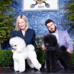 Kerry Blue Terriers and Poodles from Nipigon Miniature Poodles