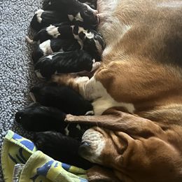 Male 3 - Black brown and white male Basset Hound puppy in Red Bay, Alabama from Maple Street Bassets