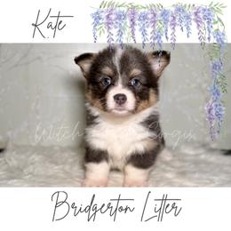 Kate- Fluffy - Gray and white female American Corgi puppy in Greenwood, Indiana from Witch Creek Corgis