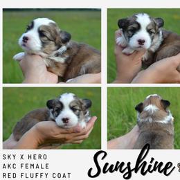 Sunshine - Red female Pembroke Welsh Corgi puppy in Poteau, Oklahoma from Half-Pint Corgis
