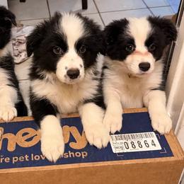 Border Collies from Harhoura Border Collies