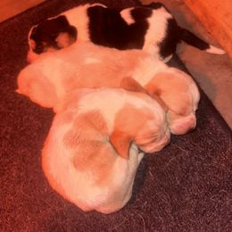 Basset Hound Puppies from Iron Sentry Farms