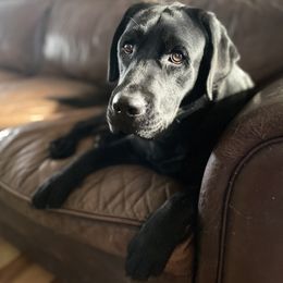 "Oliver" Labrador Retriever All Grown Up from McCabe Creek Labradors