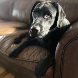 "Oliver" Labrador Retriever All Grown Up from McCabe Creek Labradors