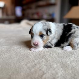 Miniature Australian Shepherd Puppies from Dripping Springs Mini Aussies
