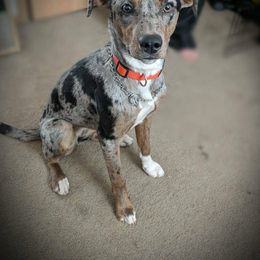 Catahoula Leopard Dog Puppies from ZM Catahoulas