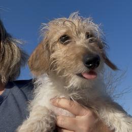 Red Piebald Wirehair Male - Red male Dachshund puppy in Killeen, Texas from Southern Dachshunds