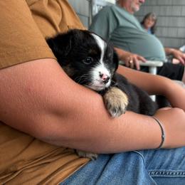 Fern - Black tri female Toy Australian Shepherd puppy in Quincy, Michigan from Ivy Meadows and Friends