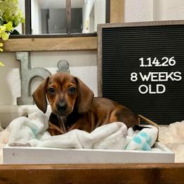 Chris P - Red male Dachshund puppy in Goodyear, Arizona from AZ Low Life Doxies