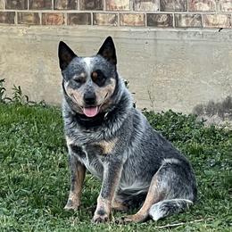 Timber - Australian Cattle Dog