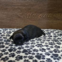 Boy 1 - Brindle male Shih Tzu puppy in Meadows Of Dan, Virginia from Walt’s Shih Tzus