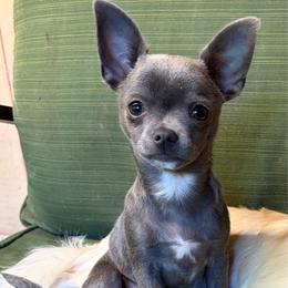 Cyrus - Chihuahua