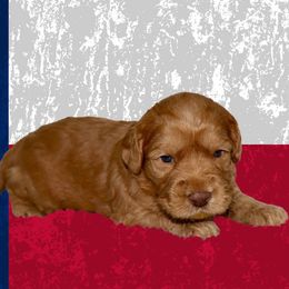 Tyler - Caramel red male Australian Labradoodle puppy in Austin, Texas from AussieTex Labradoodles