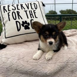 Full fluffy Ezra - Black and tan female American Corgi puppy in Decatur, Texas from Bar S Corgis