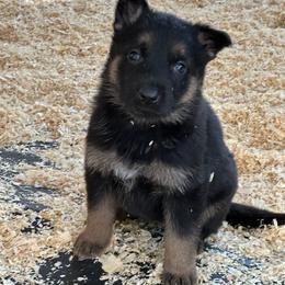 Betty - Black and tan female German Shepherd puppy in Winters, California from Vom Haefner German Shepherds