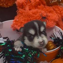 Ki Ki - Black and white female Pomsky puppy in Spring Hill, Florida from PDQ Pomskies