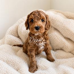 River - Red  male Goldendoodle puppy in Gilbert, Arizona from Doodle Bliss