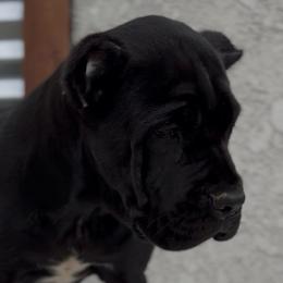 Female 2 - Black female Cane Corso puppy in California from Donato Kennels