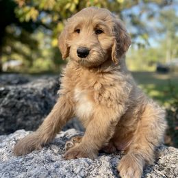 Orange boy - AKA - Bryce - Cream male Goldendoodle puppy in Thomasville, Georgia from South Georgia Golden Doodle Ranch LLC