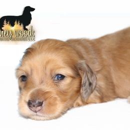 Oaks RUSSIAN ITALIAN - Dapple male Dachshund puppy in Linden, Texas from Piney Woods Miniature Dachshunds LLC