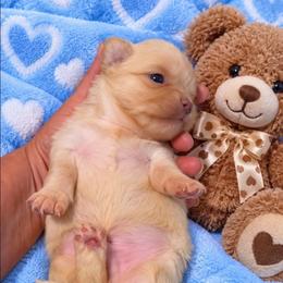 Peanut - Fawn male Chihuahua puppy in Kyle, Texas from joy of chihuahuas tx