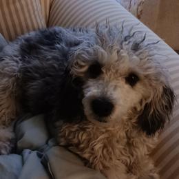 Sasha - Poodle