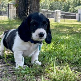 Smitty A. Wesson - Piebald male Dachshund puppy in Poetry, Texas from “Doxie Bliss” Meyerhaus Ranch