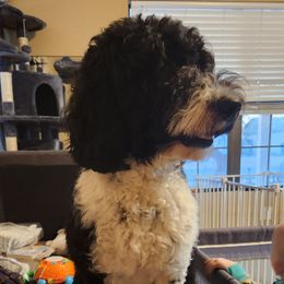 Molly - Goldendoodle