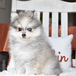Garry (Toy) - Silver and white male Pomsky puppy in Chino Valley, Arizona from Rose Peek Pomskies