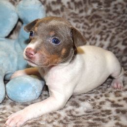 Rat Terrier Puppies from RaganRat Terriers