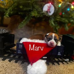 Marv - Red male Pembroke Welsh Corgi puppy in Sheldon, Missouri from Clearsky Corgis