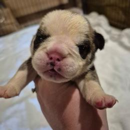 GREEN - Red male Bulldog puppy in Walhalla, South Carolina from Lowery's English Bulldogs