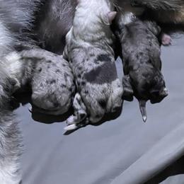 Miniature Australian Shepherd puppies from Copper Line Aussies