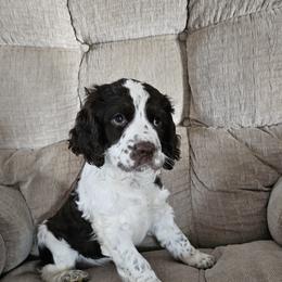 Girl 2 - Liver and white female English Springer Spaniel puppy in Newville, Pennsylvania from Davis English Springer Spaniels
