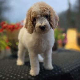 Patches' Red Boy - Parti male Goldendoodle puppy in Coppell, Texas from Bethel Stream Goldendoodles