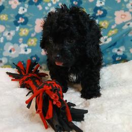 Benji - Black male Havapoo puppy in Blanch, North Carolina from Faithful Hearts Kennel