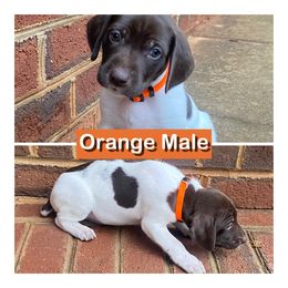 German Shorthaired Pointer Puppies from Harts Hill Kennel