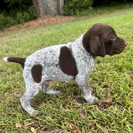 Aspen - Liver and white male German Shorthaired Pointer puppy in Georgia from CMC Farms