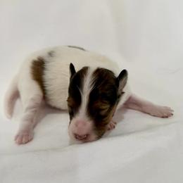 JASMINE - Sable & white female Toy Shetland Sheepdog puppy in Livonia, Michigan from M7’s Shelties, Toonies & AussieDoodles