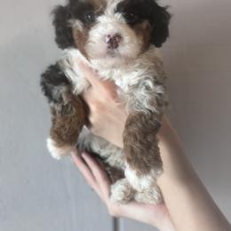 Bernedoodle, Bernese Mountain Dog, and Goldendoodle Puppies from Red Door Canines