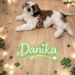 Danika - Tricolor female Shih Tzu puppy in Pacheco, California from Wonderful world of shih tzu's