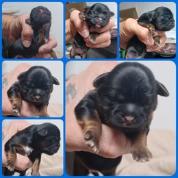 Girl 3 - Black and tan female Shih Tzu puppy in Houston, Texas from Shih Tzu Houston