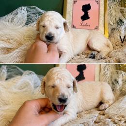 Venus - White female Poodle puppy in Greenwich, New York from MizzElle’s Standard Poodles