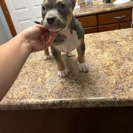 Sundance - Blue tri-color male American Bully puppy in Orlinda, Tennessee from SimplyBullies