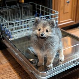 German Spitz Puppies from Legacy Kennels Michigan