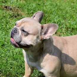Bulldogs, Dachshunds, French Bulldogs, and Great Danes from Trumans Great Danes