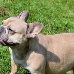 Bulldogs, Dachshunds, French Bulldogs, and Great Danes from Trumans Great Danes