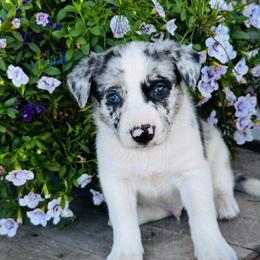 Boy 3 - orange collar - blue merle - Blue merle male Border Collie puppy in Minden, Iowa from Rocking N Registered Border Collies & Labradors